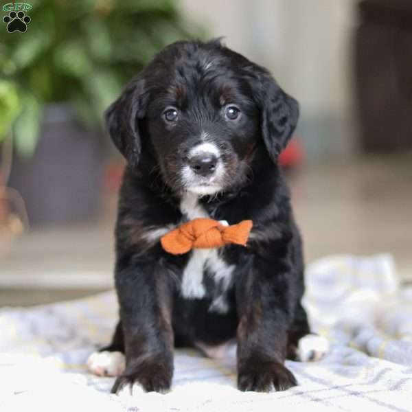 Tux, Golden Mountain Doodle Puppy